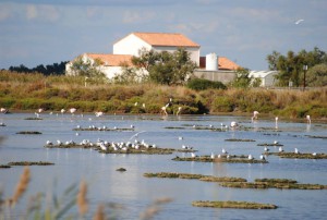 hond frankrijk Camarque