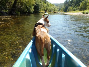 hond mee op vakantie Kanovaren op de ceze