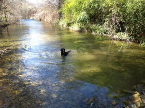hondencamping frankrijk