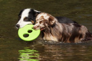 hondencamping frankrijk
