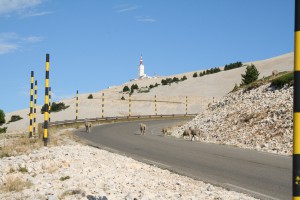 hond mee op vakantie montventoux