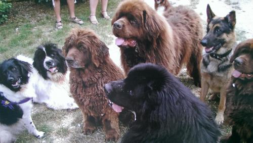 Hummer, Mack, B'Elanna, Giny, Gorge, Wibbe en Indy