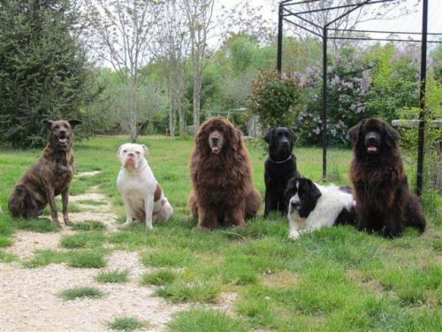 Victor, Babs, Diesel, Nouchka, B'Elanna  en Indy